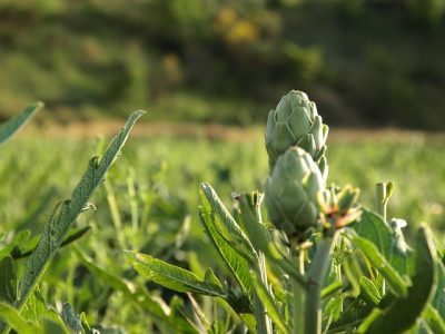 artichoke-gcddbb65ae_640